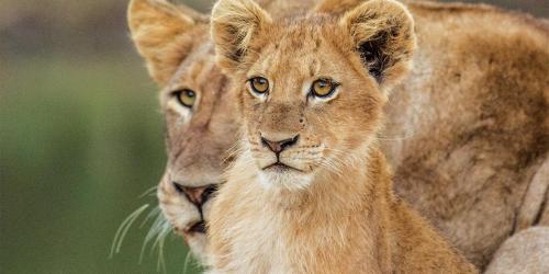 SAFARIS NA ÁFRICA DO SUL