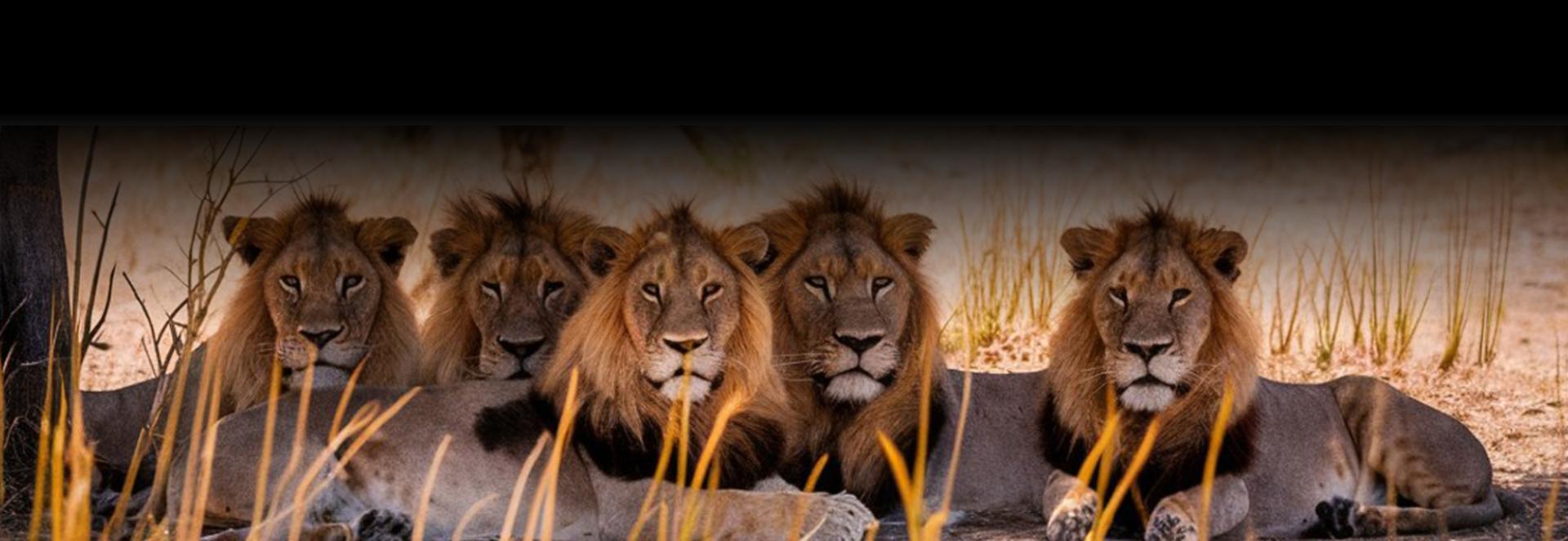 Especialistas em África do Sul para brasileiros